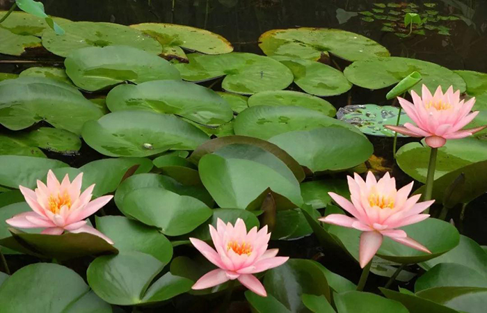 一年辛苦一年忙 校企同心育花红 ---山西水院信息